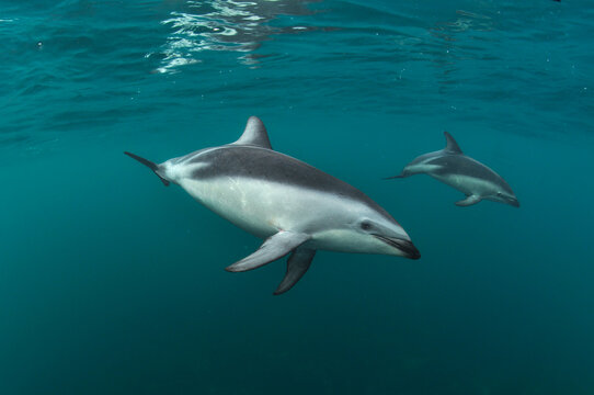 Delfines oscuros bajo el agua