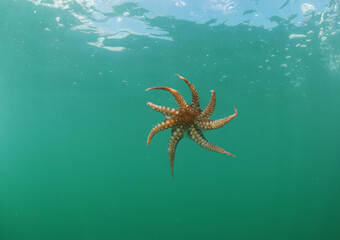 pulpo bajo el agua vista ventral © Sergio