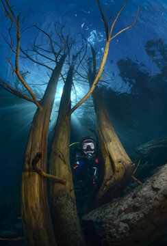 Buceo en bosque sumergido en Lago Traful