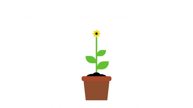growing sunflower in the pot animation motion graphics video footage