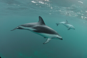 Delfin oscuro © Sergio