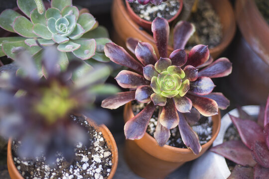 Colorful Succulent Collection in Terracotta Pots with Soft Natural Light