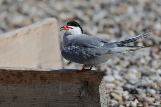tern