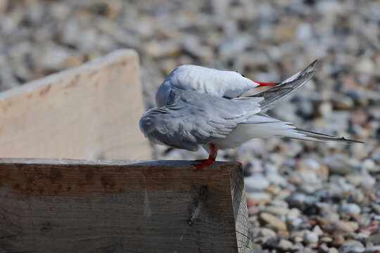 tern