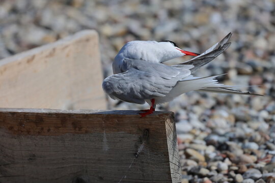 tern