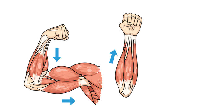 Vector diagram showing the contraction and relaxation of biceps and triceps muscles in a human arm during movement.