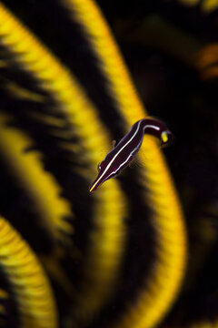 View of a slender pipefish resting on the vibrant yellow and black tentacles of a crinoid in the underwater environment of Indonesia.