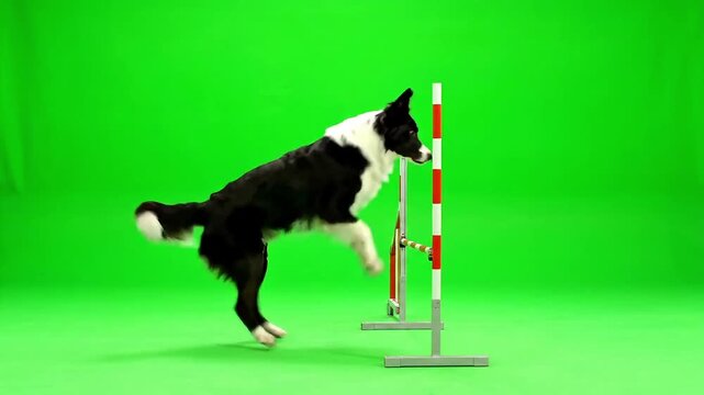 Agile border collie leaping over obstacle during dog agility training on green screen