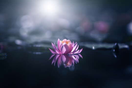Pink waterlily or lotus flower with sunshine. Blur background with shallow depth of field
