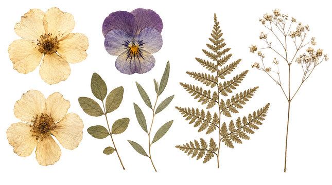 Collection of pressed dried flowers and leaves, herbarium set on transparent.
