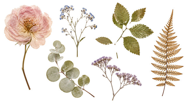 Set of dried pressed flowers and green leaves on transparent.