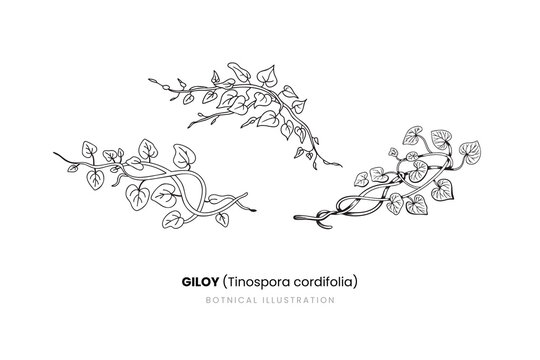 Giloy (Tinospora cordifolia) Botanical Illustration | Hand Drawn Medicinal Vine Line Art Vector