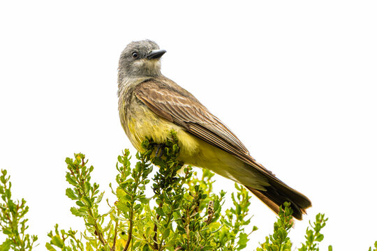 Cassin's Kingbird (Tyrannus vociferans), Perched