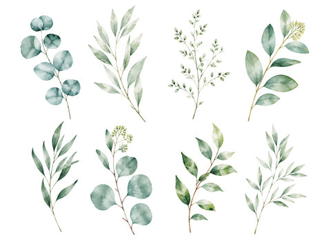 Watercolor green leaves and eucalyptus branches collection.