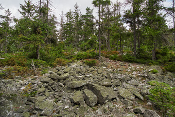 Rocky boulder field in conifer forest in Brdy © Milan