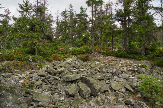 Rocky boulder field in conifer forest in Brdy