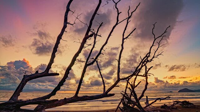 Massive tree stumps and fallen century-old coastal pine trees scattered across a tropical beach after years of relentless wave erosion, illustrating the powerful forces of nature 