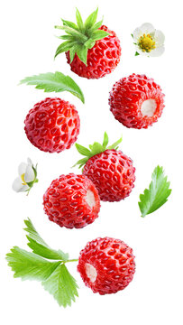 Flying juicy ripe wild forest strawberries with leaves and flowers isolated on transparent background.