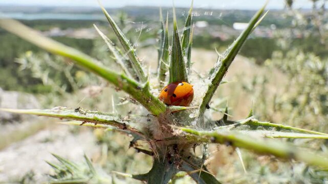 A bright ladybug hides safely inside a prickly green thistle. It rests peacefully on a sunny hill in Crimea. This charming scene brings a feeling of delight and wonder.