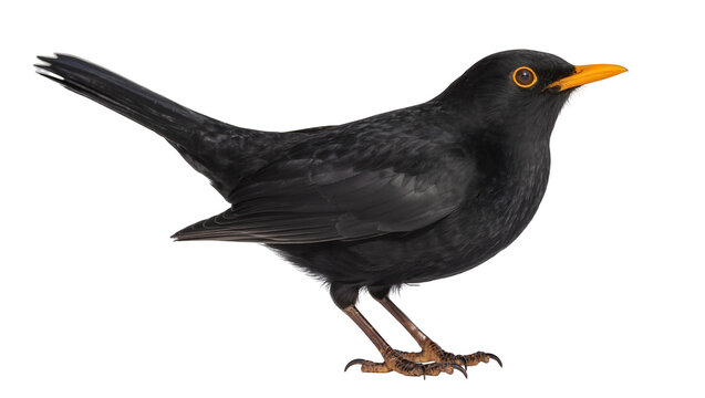 Isolated majestic common blackbird with vibrant orange beak and yellow eyes in detailed side view