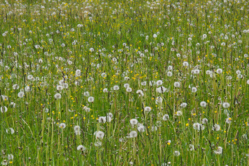 Fototapeta premium Dandelion Seed Heads and Wildflowers Covering a Green Summer Meadow in Rural Latvia Landscape