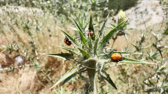 Several ladybug pupae rest safely on a prickly green thistle. They transform under the warm sun in a peaceful field in Crimea. This quiet scene brings a feeling of wonder.