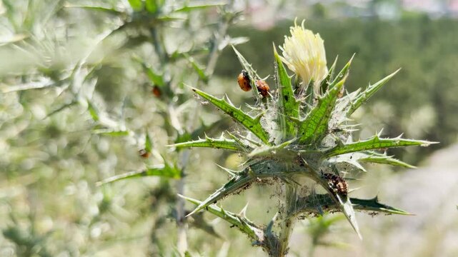 Tiny ladybug larvae and pupae rest quietly on a spiky blooming thistle in sunny Crimea. This bright scene evokes a peaceful feeling of wonder.