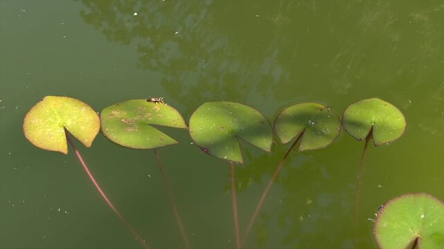 Morning pond with floating plants and insects drinking water, natural soundscape atmosphere