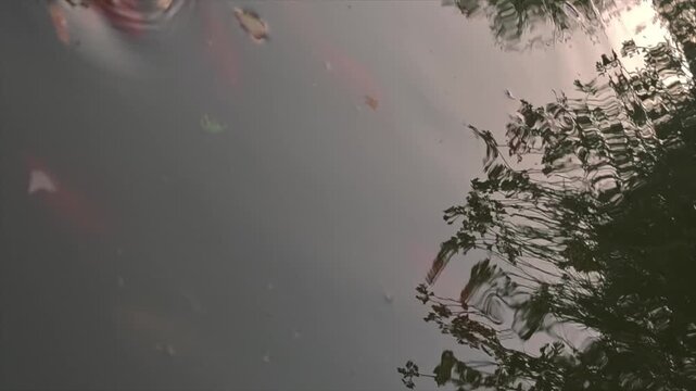 Aerial zenithal view of tranquil pond at sunset with subtle fish movement