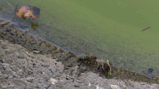 Bees drinking water at pond in extreme summer heat with cicadas ambient sound