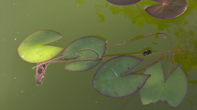 Bees Cooling Off on Floating Pond Plants at Sunset with Cicada Ambience