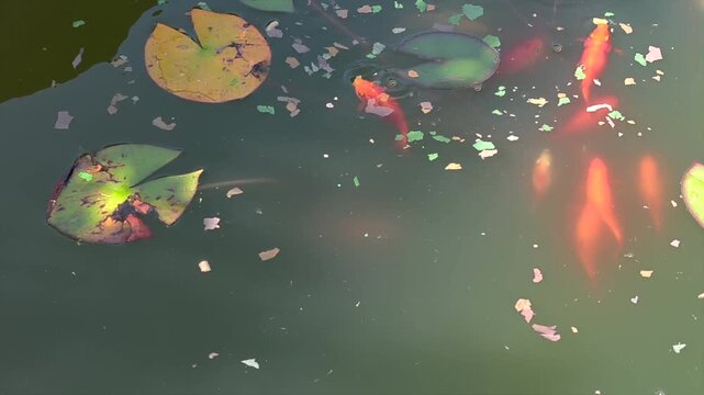 Koi Fish Feeding in a Peaceful Pond with Floating Plants and Cicada Ambience
