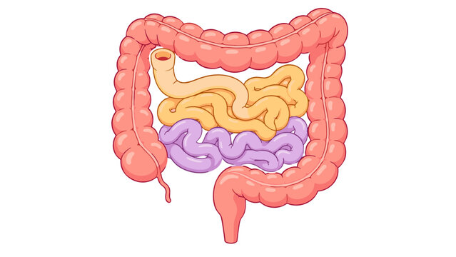 Human intestine anatomy diagram with large and small bowel