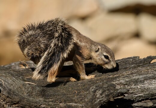 Cape ground squirrel (Xerus inauris)