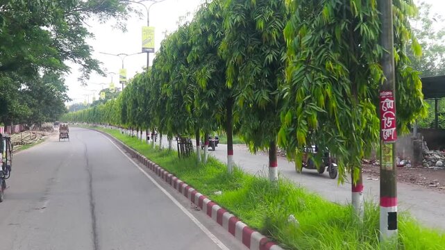 Tall green trees lining a sunny asphalt road with moving rickshaws in this travel video footage