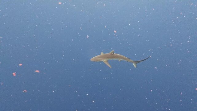 4K Video of a Lone Silky Shark Swimming in Blue Open Water, Jupiter, Florida