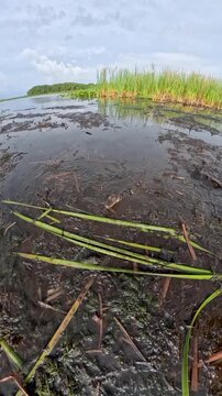Swamp Lurker: Vertical 4K Close-Up of a Juvenile American Alligator Resting in Murky, Muddy Water, Florida