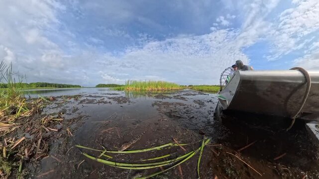 Wild Florida: 4K Close-Up of a Juvenile Alligator Resting in the Shallows with a Stationary Airboat
