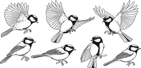 Hand Drawn Songbird Collection with Flying and Perching Chickadee Birds Vintage Engraving Style Wildlife Vector Illustration Set © Mimi