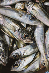 Fototapeta premium Macro detail of fresh horse mackerel fish with glossy eyes and silver texture, raw marine seafood rich in protein and omega oils for healthy diet
