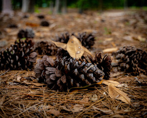 group of pinecones in the forest © Blue Gorilla Photo