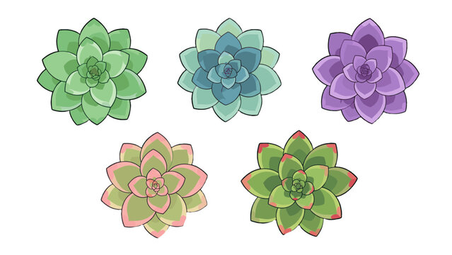 Top view succulent rosette set in colorful hand drawn vector style