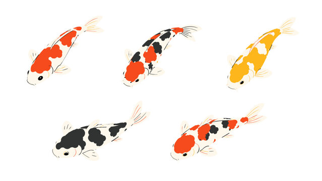Five koi carp fish illustrations isolated on white background