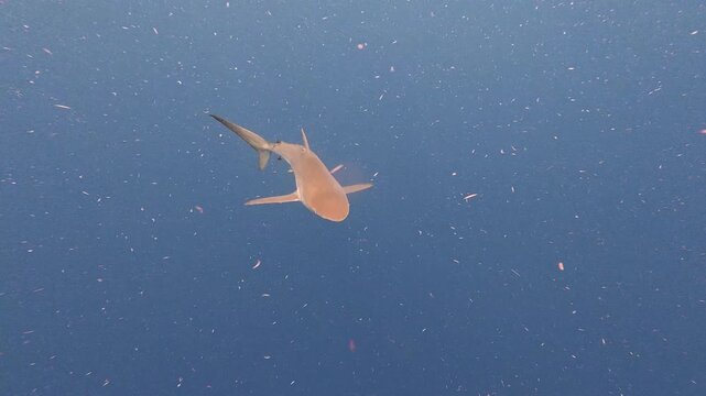 4K Video of a Lone Silky Shark Swimming in Blue Open Water, Jupiter, Florida
