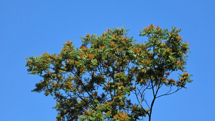 Fototapeta premium Flowering treetop canopy of a tree of heaven with orange seed clusters against a blue sky