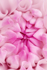 Obraz premium Macro view of delicate pink dahlia flower with soft petals forming natural symmetry spiral composition. Scenic view of gentle gradients, smooth textures, natural floral elegance, botanical aesthetics.