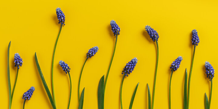 Minimal spring banner of fresh blue flowers on vibrant yellow background. Elegant stems and small blooms as creative aesthetic. Bright floral concept of freshness, optimism, energy of springtime.