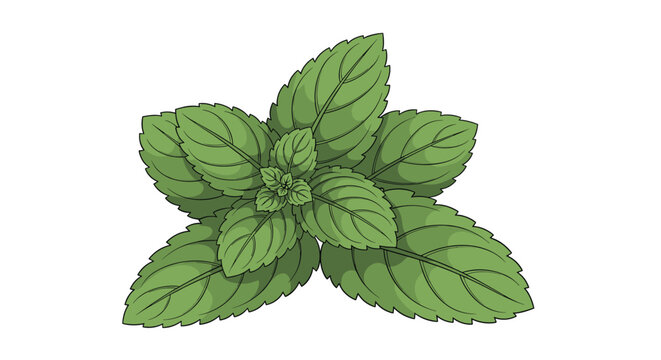 Fresh green mint leaves bunch with detailed textures suitable for herbal tea cooking and aromatherapy illustrations.