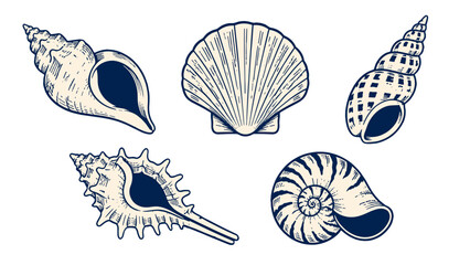 Hand drawn seashell collection with conch, scallop, and spiral shells © icon_art