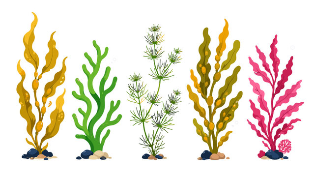 Underwater seaweed and aquatic plant set in colorful vector style